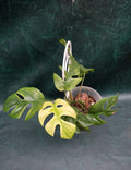 Rhaphidophora Tetrasperma MINT