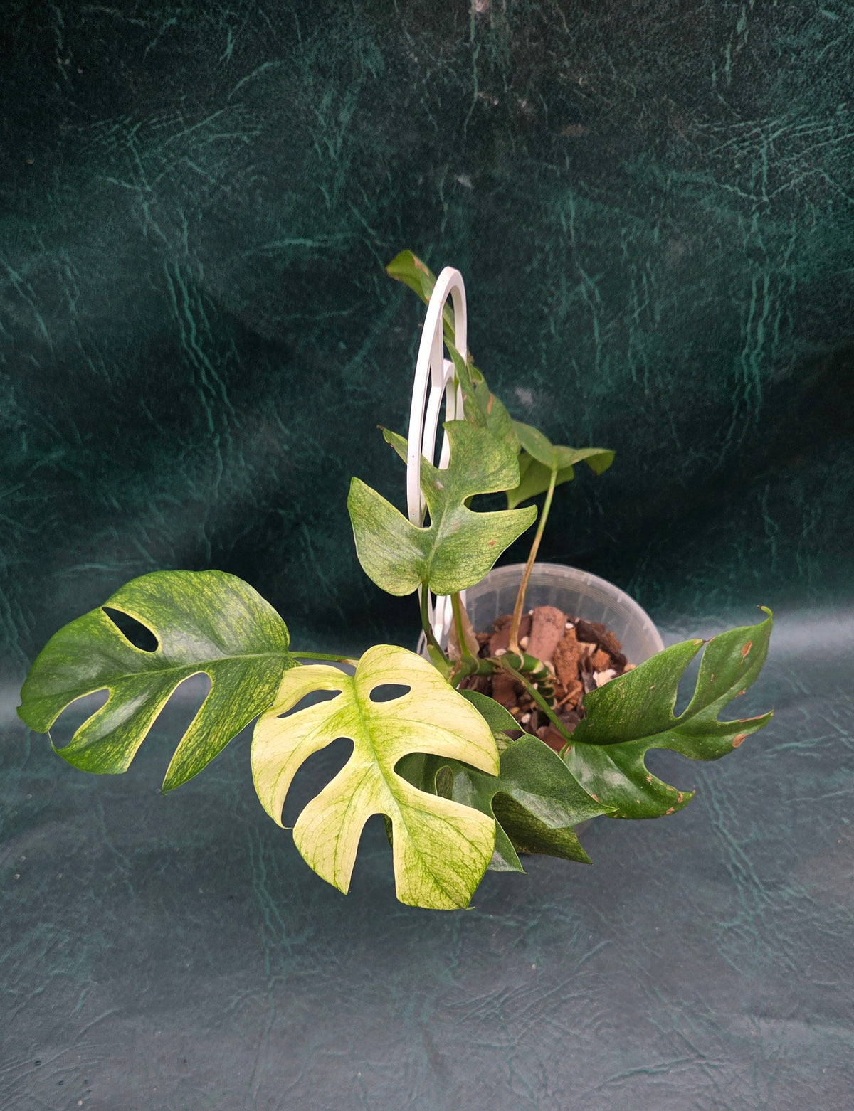 Rhaphidophora Tetrasperma MINT
