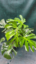 Monstera Deliciosa