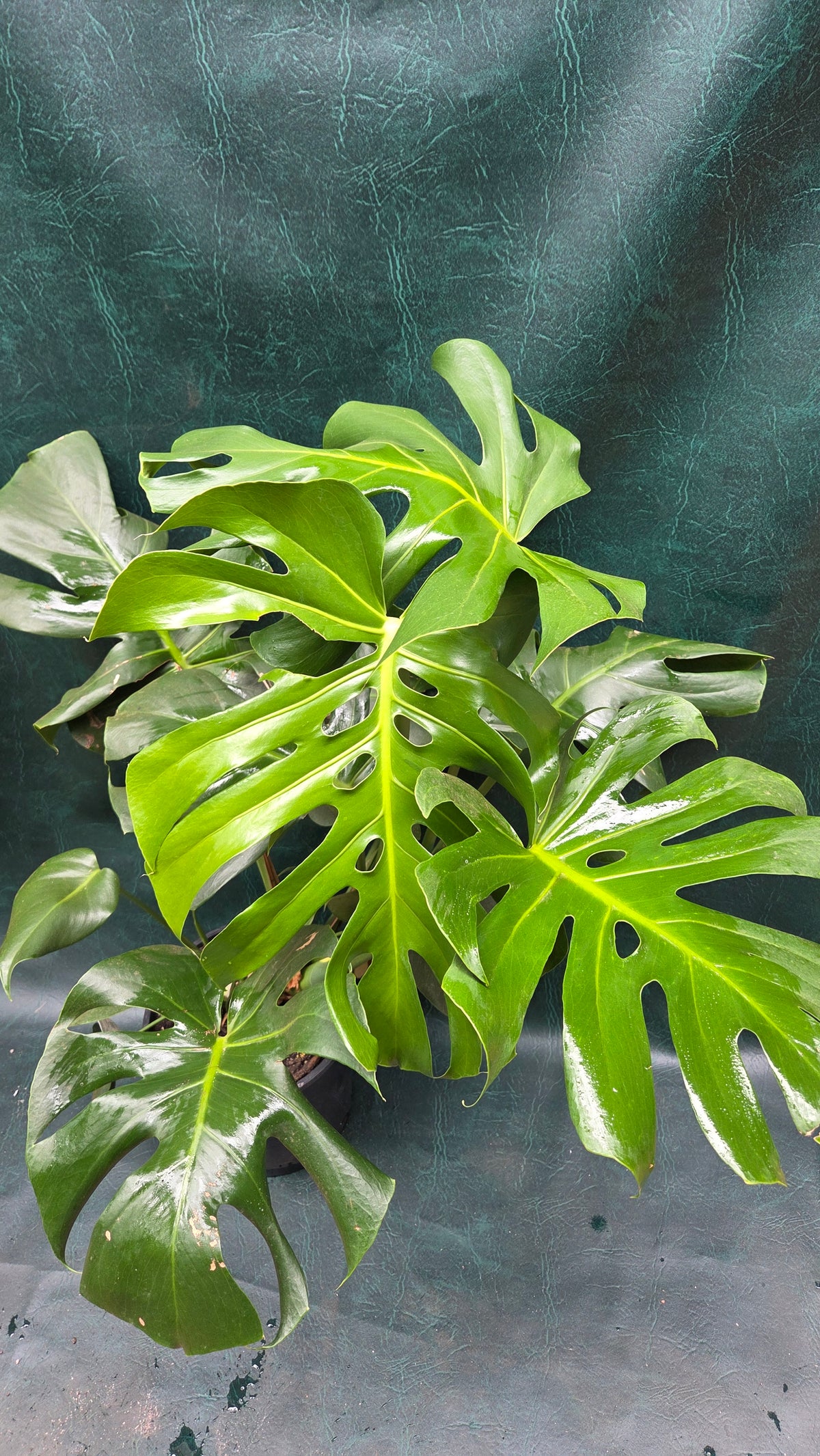 Monstera Deliciosa