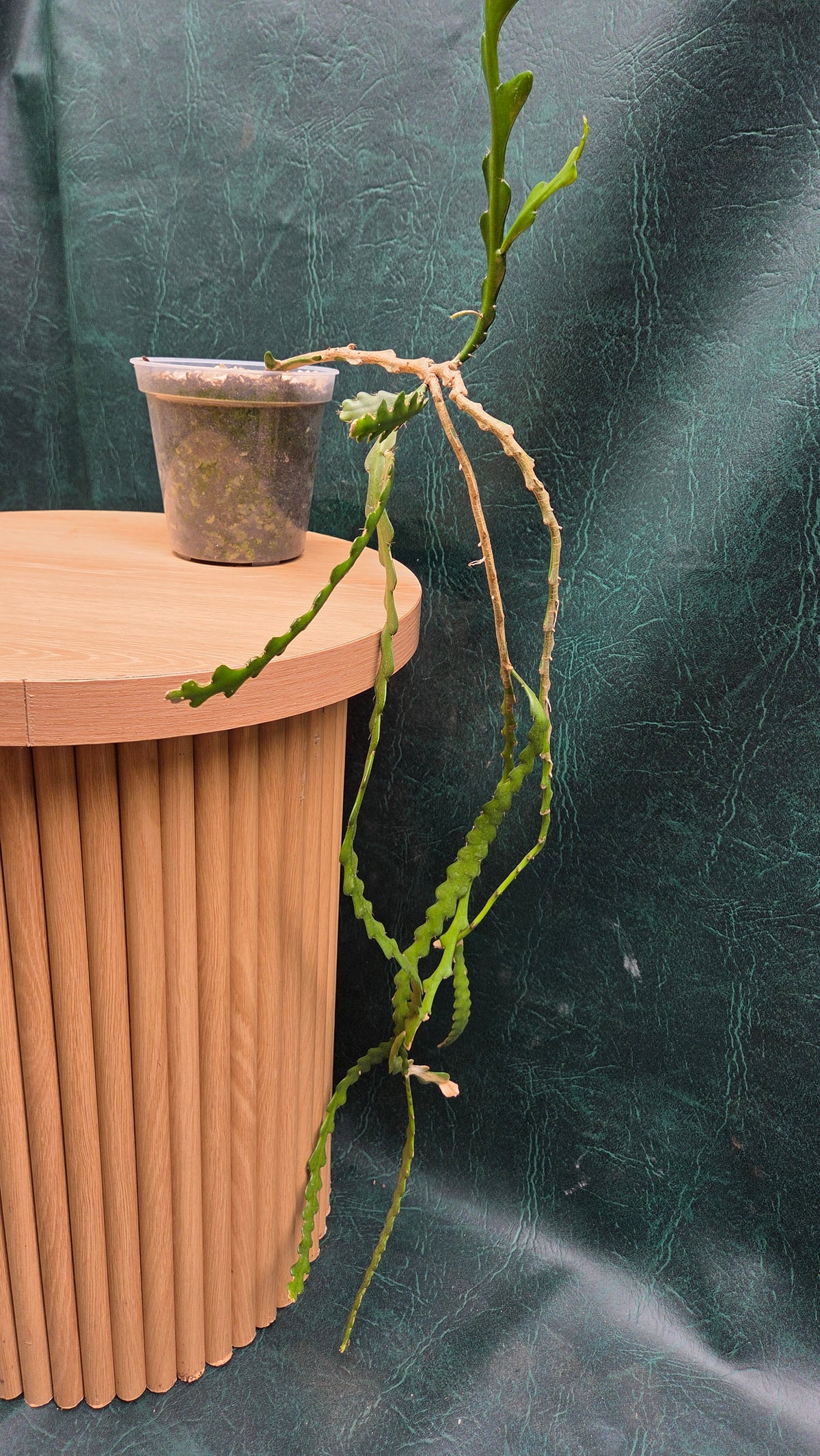 Disocactus anguliger - Fishbone cactus