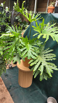 Philodendron Selloum Hope