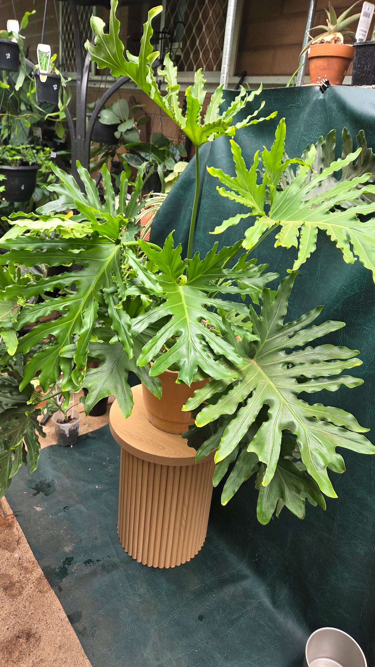 Philodendron Selloum Hope