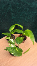 Epipremnum Aurea - Devil's ivy