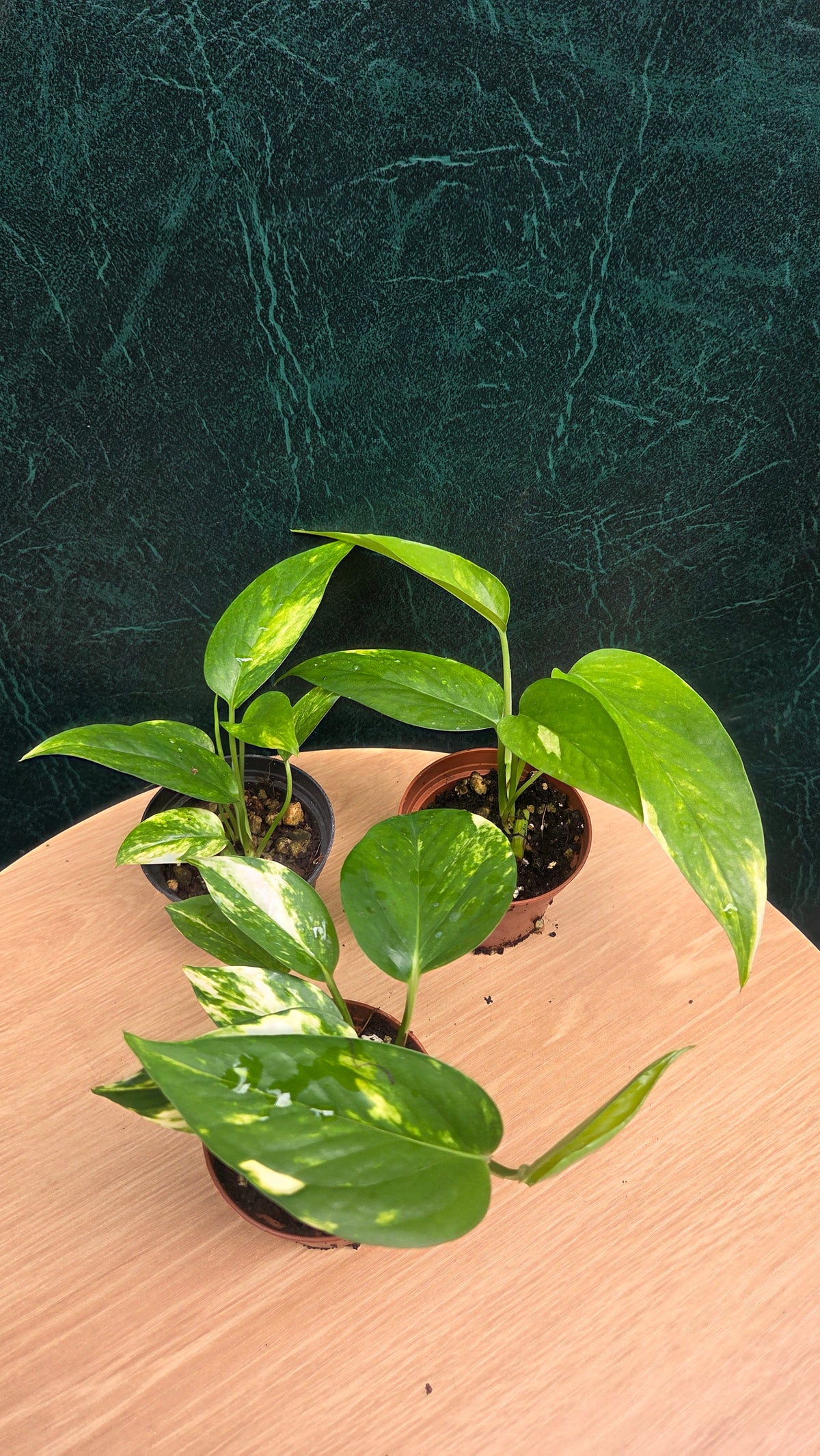 Epipremnum Aurea - Devil's ivy