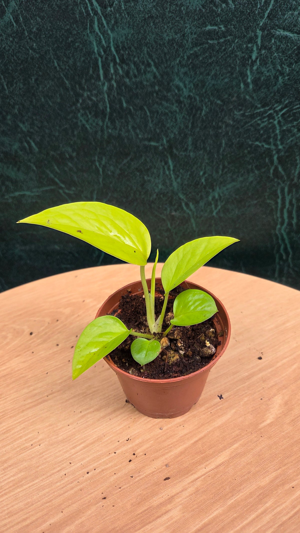 Epipremnum Neon