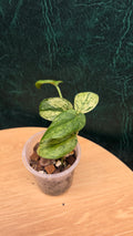 Scindapsus Creme Brule