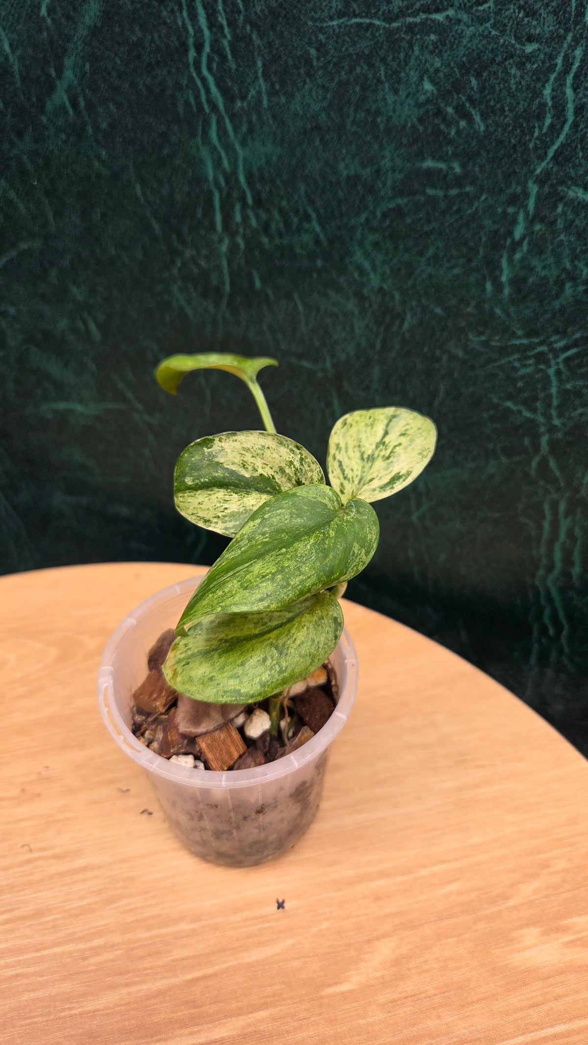 Scindapsus Creme Brule