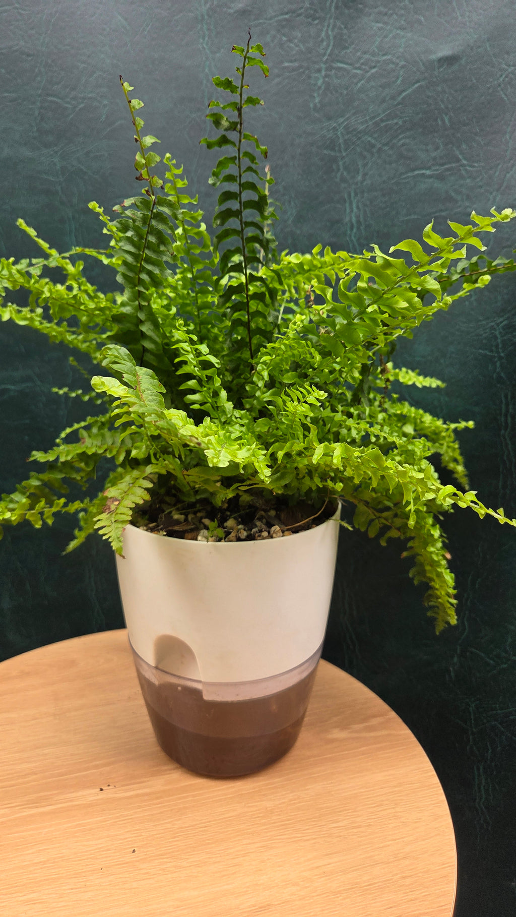Potted Blue Bell Fern