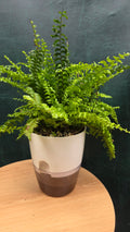 Potted Blue Bell Fern