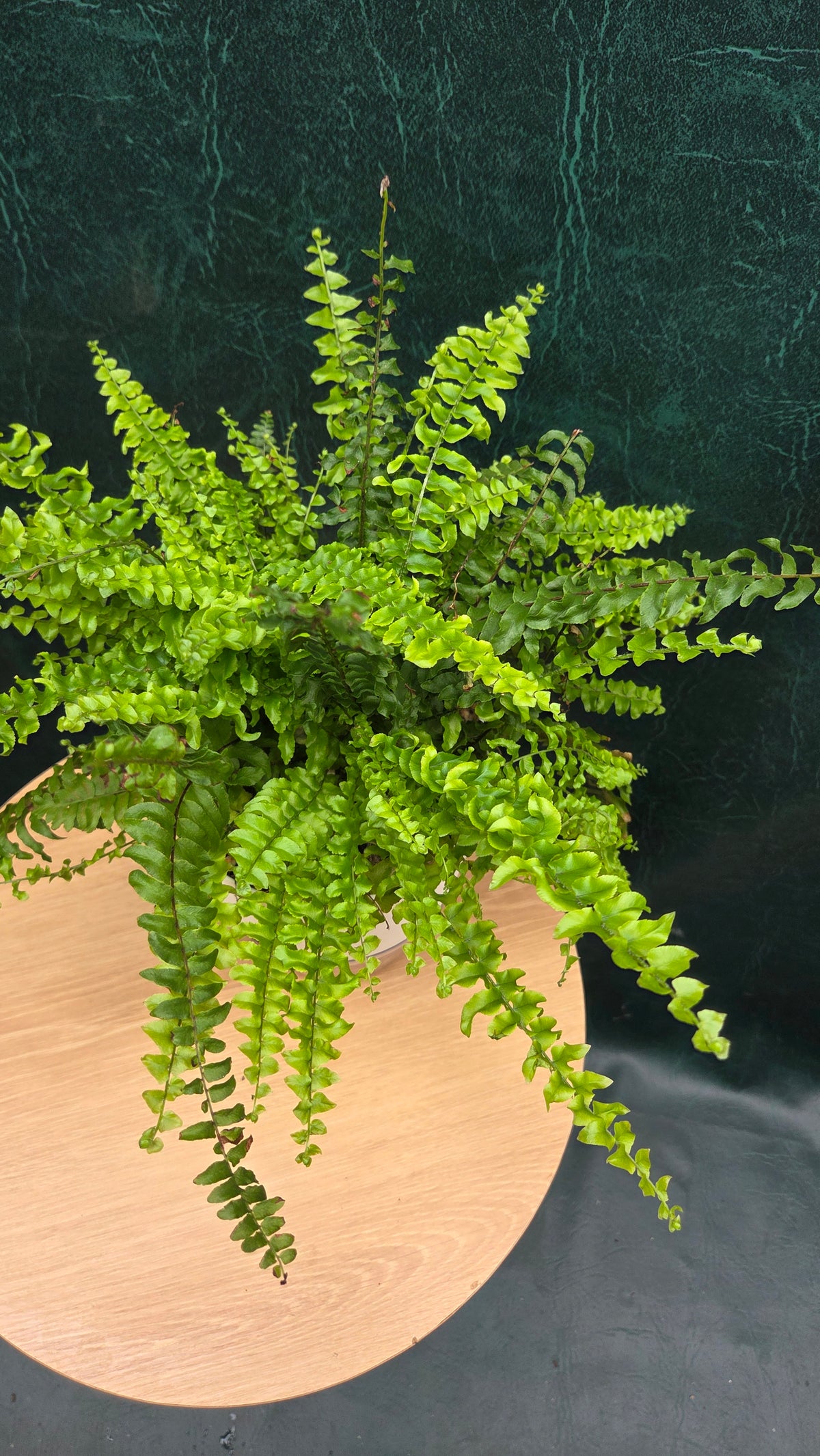 Potted Blue Bell Fern