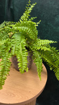 Potted Blue Bell Fern