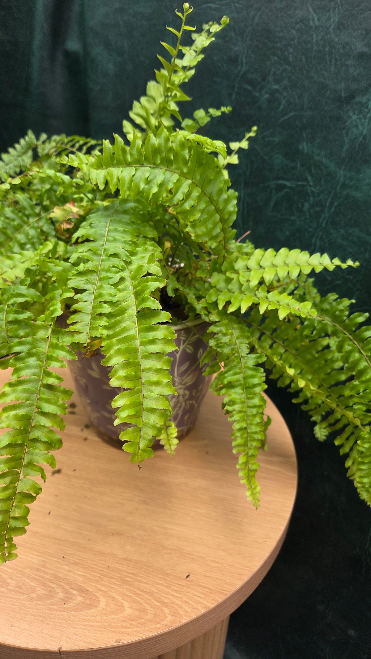 Potted Blue Bell Fern