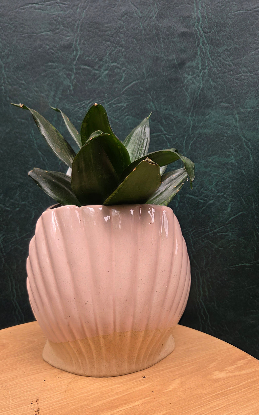 Potted Sansevieria Whitney Mini