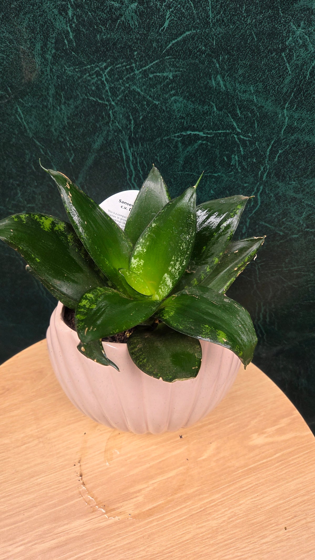 Potted Sansevieria Whitney Mini