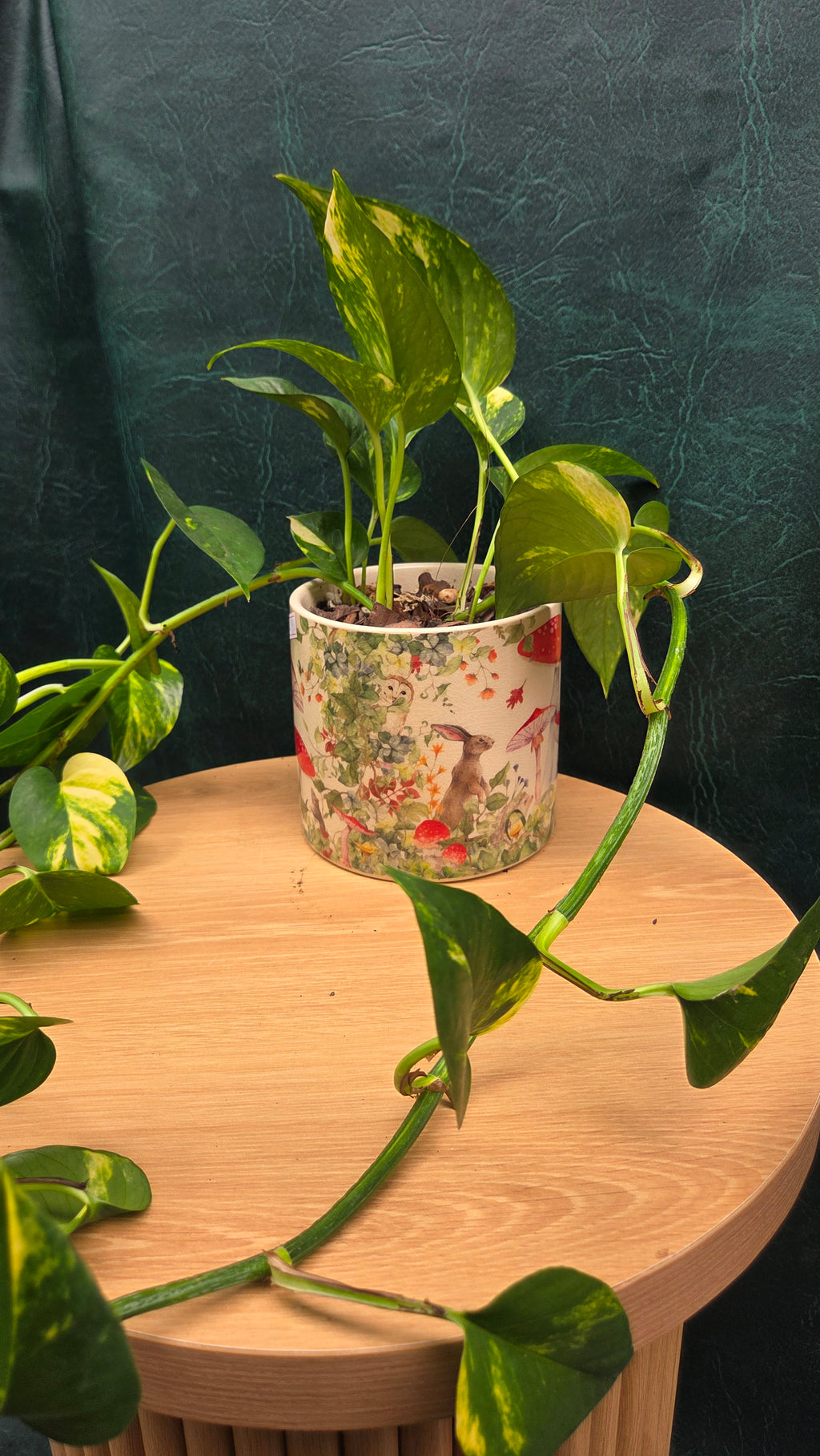 Potted Devil's ivy