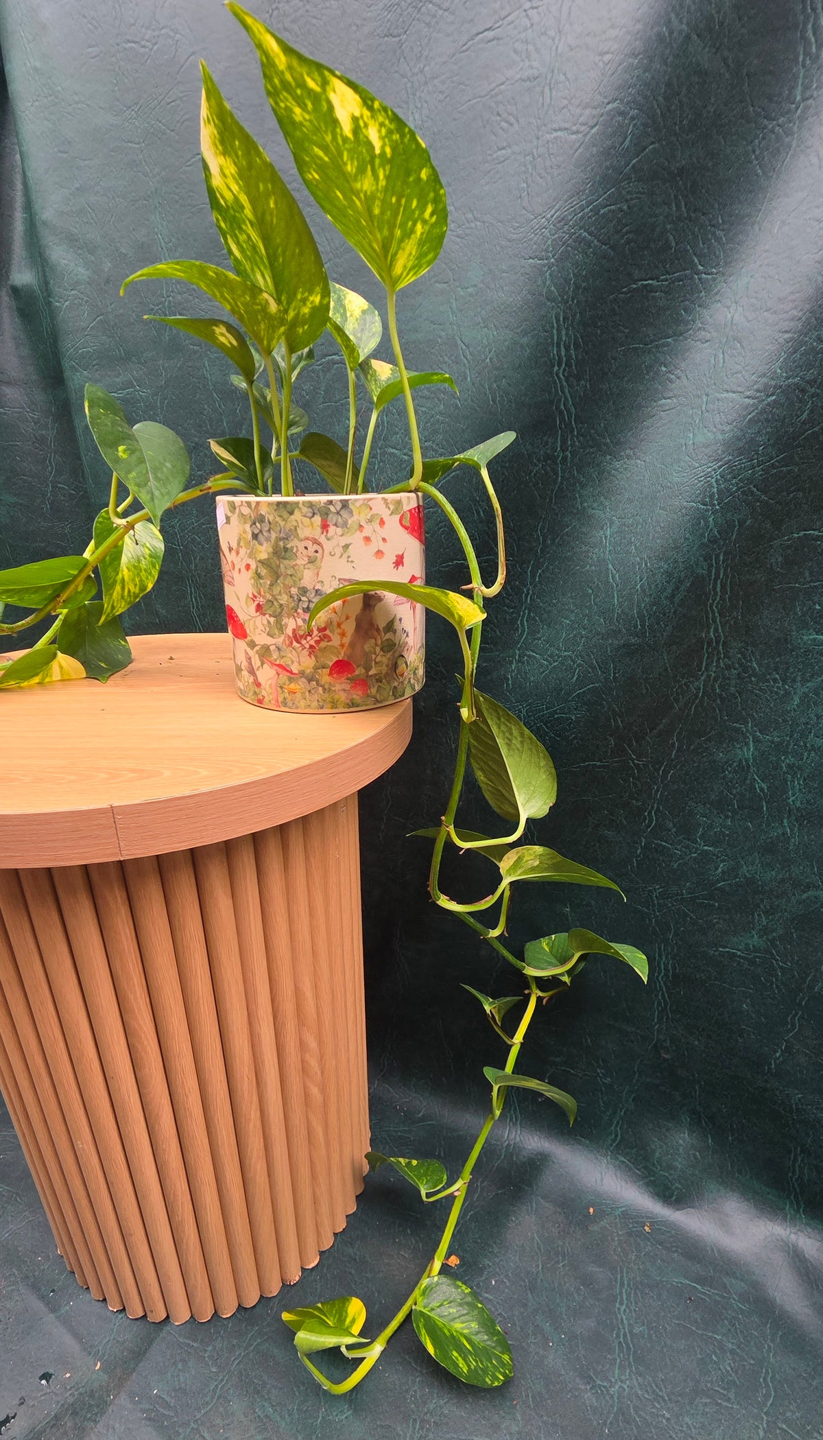 Potted Devil's ivy