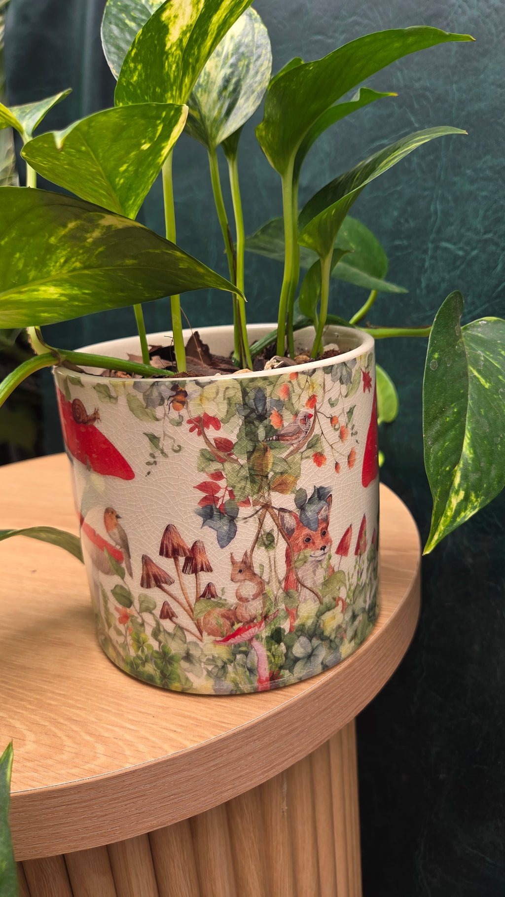 Potted Devil's ivy