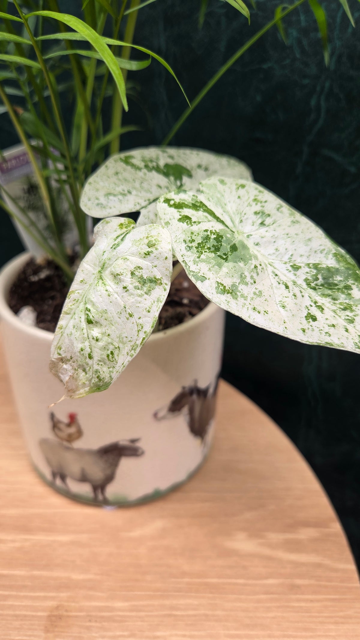 Potted Parlor Palm