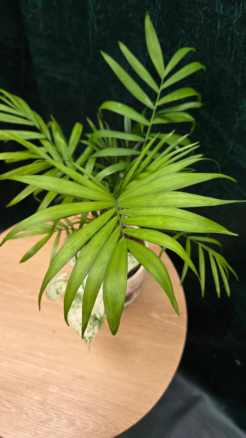 Potted Parlor Palm