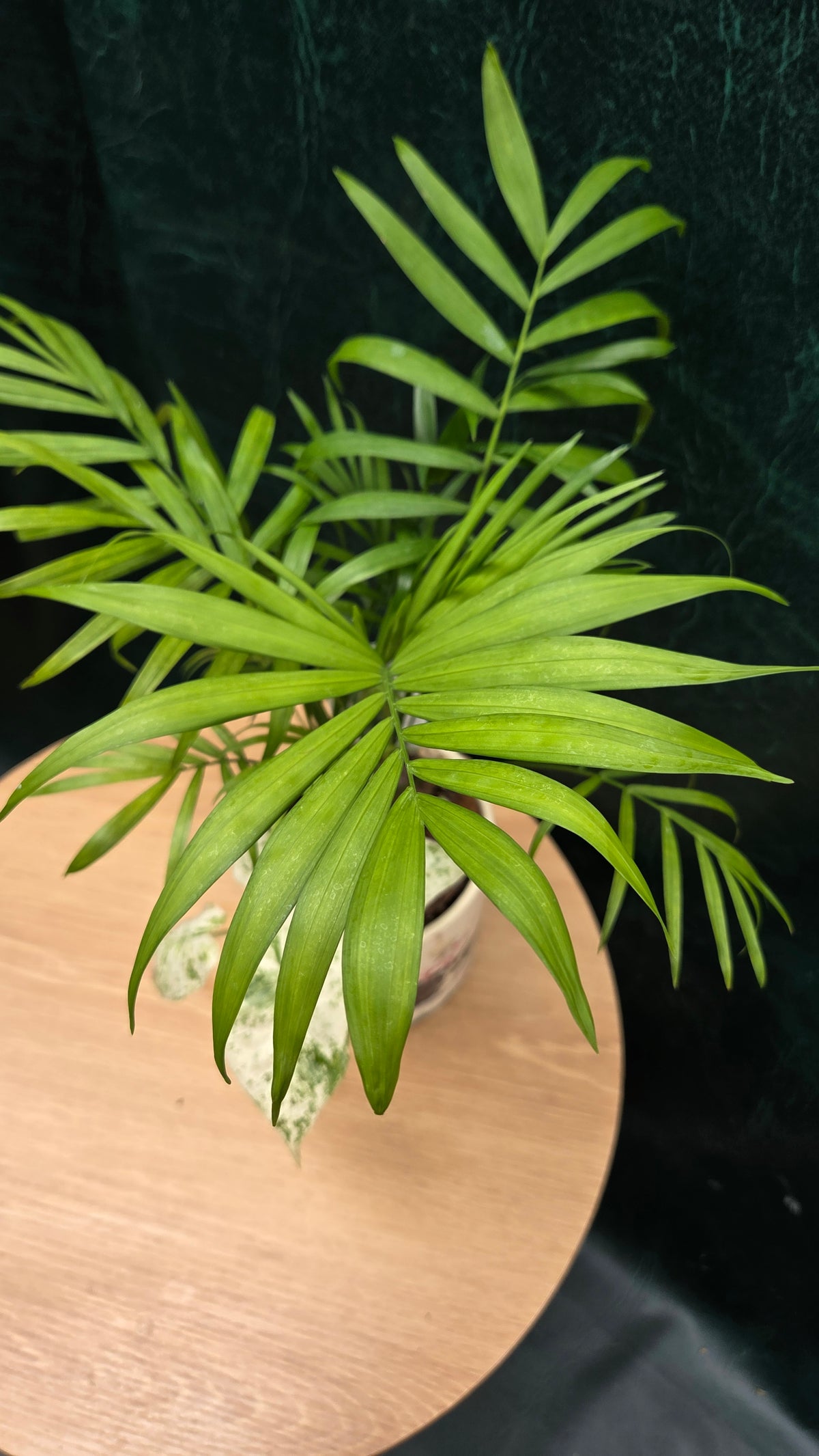 Potted Parlor Palm