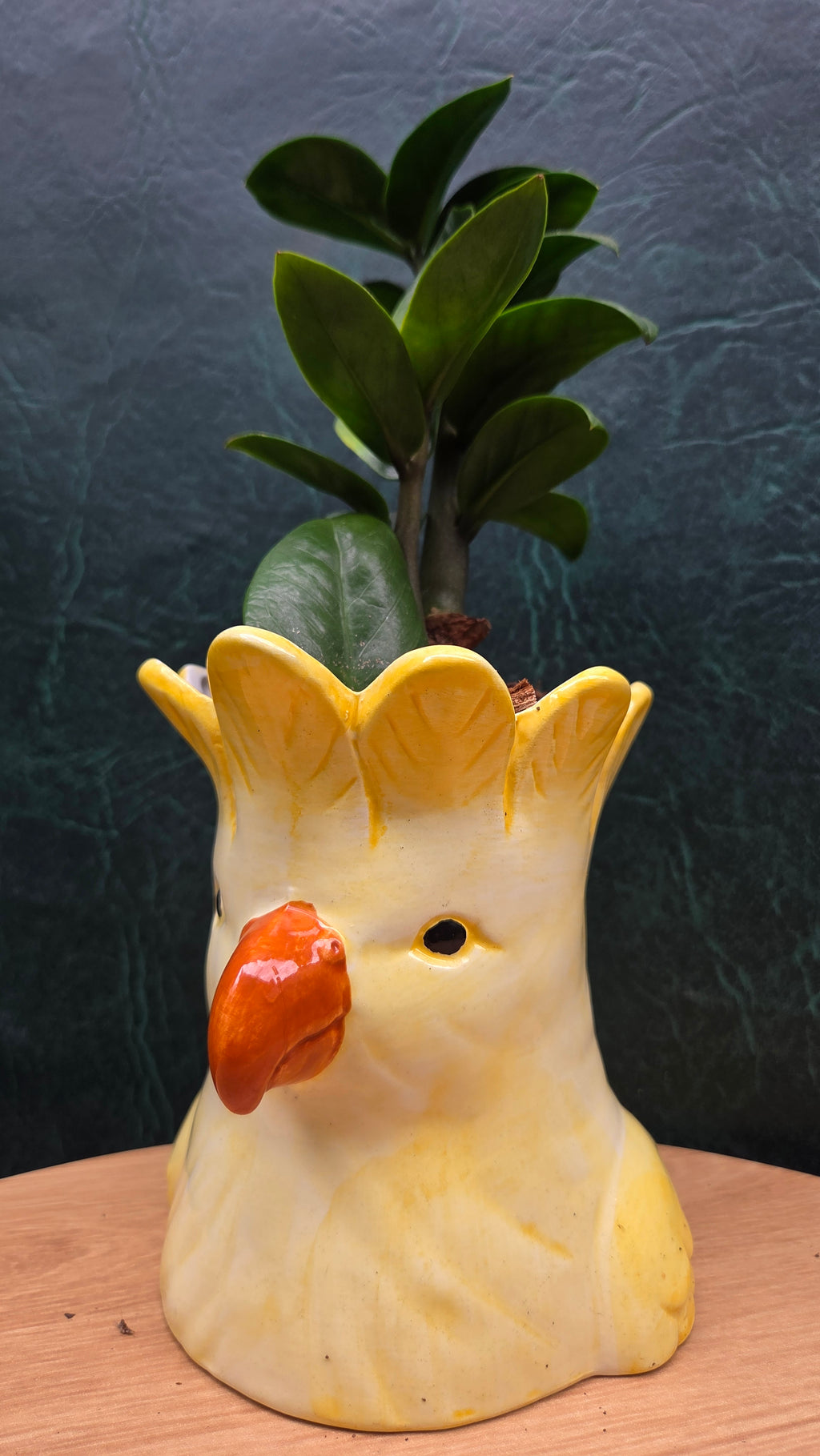 Potted Zanzibar Zenzii