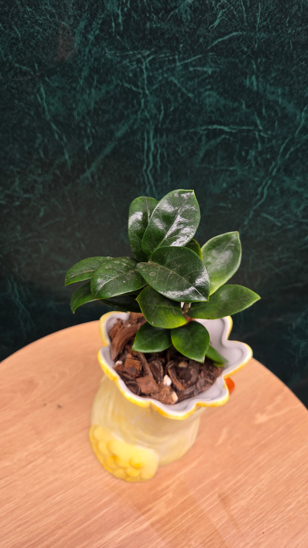 Potted Zanzibar Zenzii
