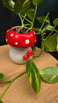 Potted Devil's ivy
