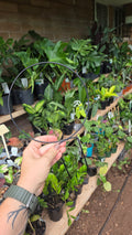 Trellis round wire