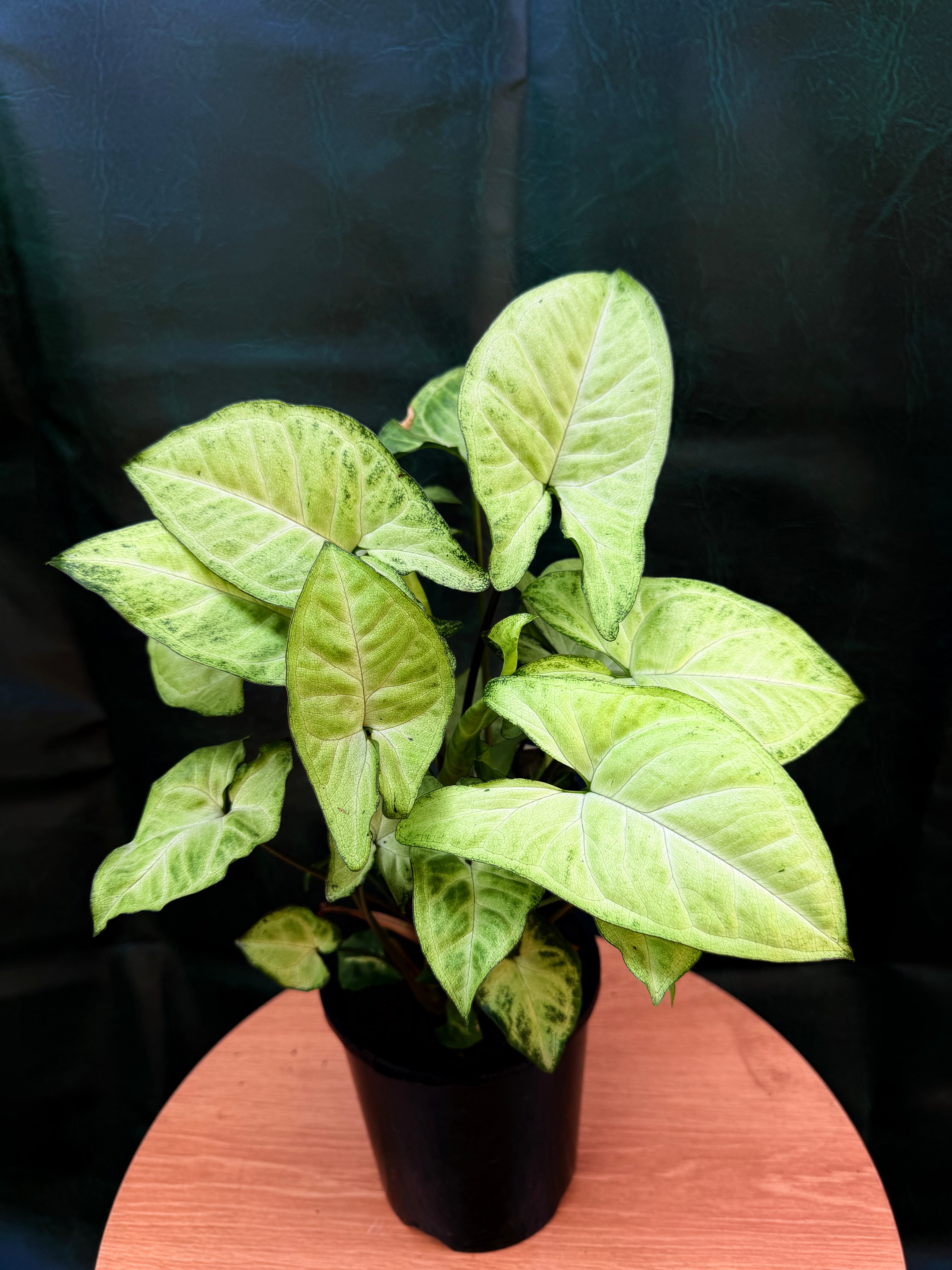Syngonium White Butterfly