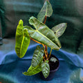Philodendron Billitae