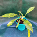 Philodendron Ring of Fire