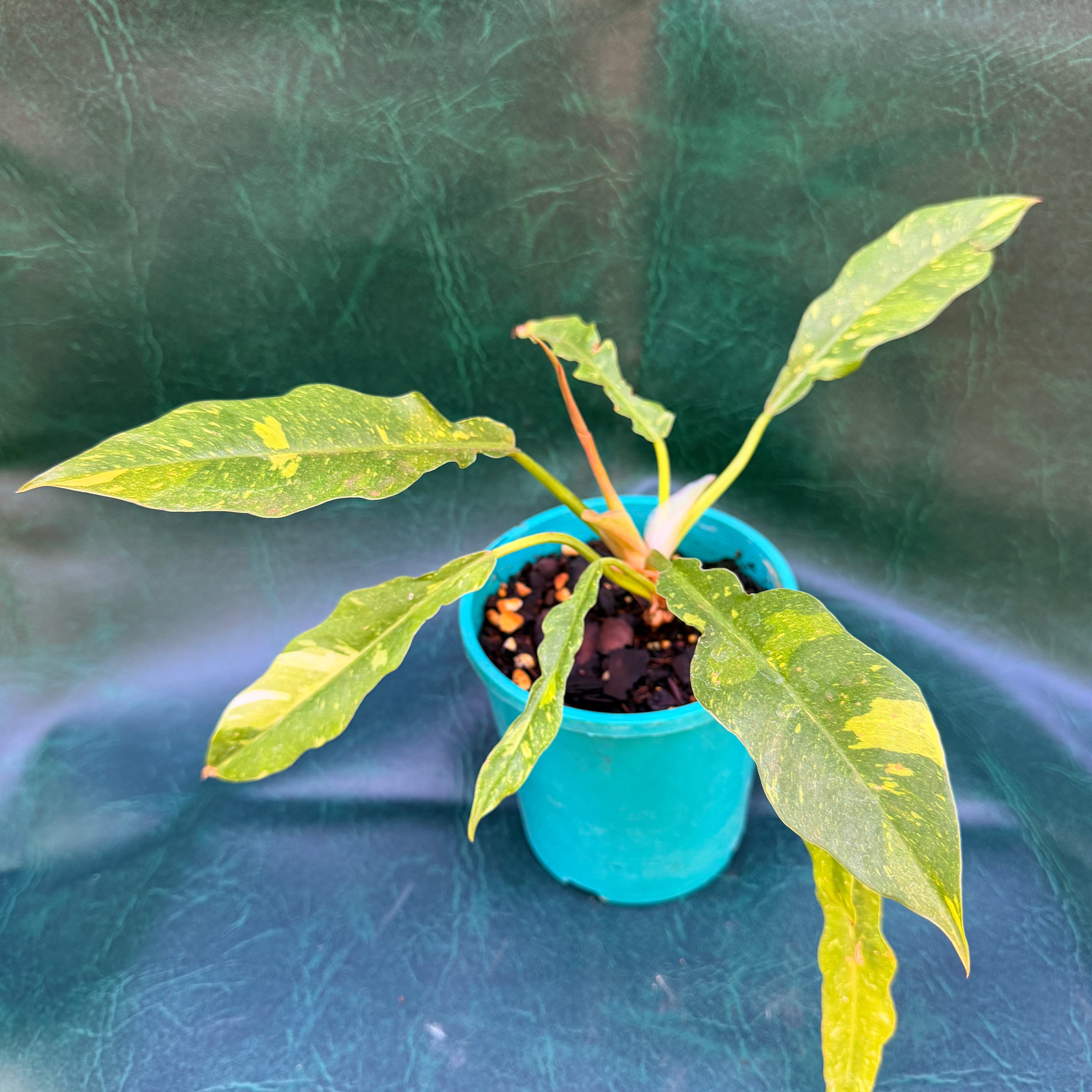 Philodendron Ring of Fire