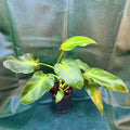 Philodendron Sow's ear