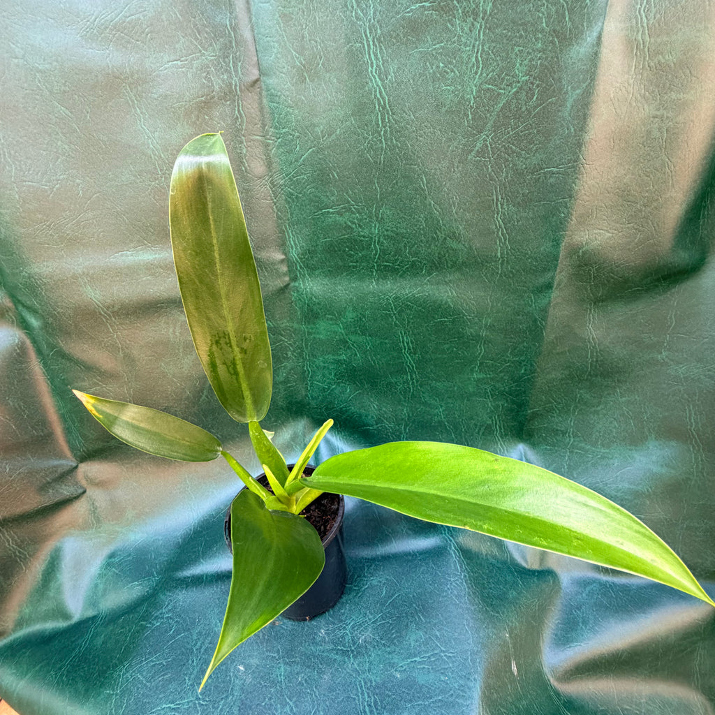 Philodendron Martianum - Fat boy