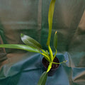 Philodendron Martianum - Fat boy