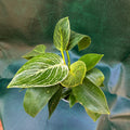 Philodendron Birkin