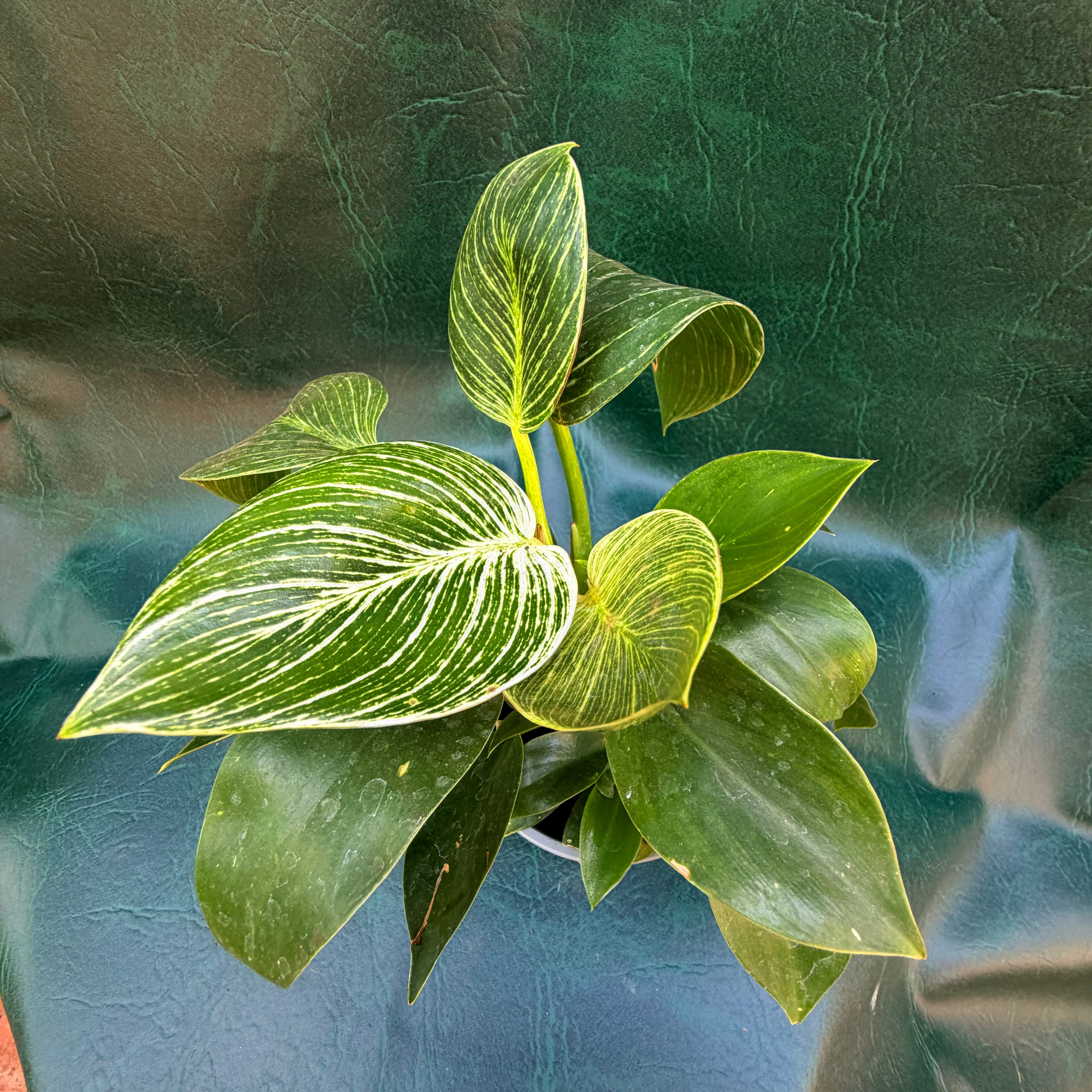 Philodendron Birkin
