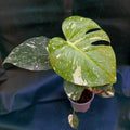Monstera Thai Constellation