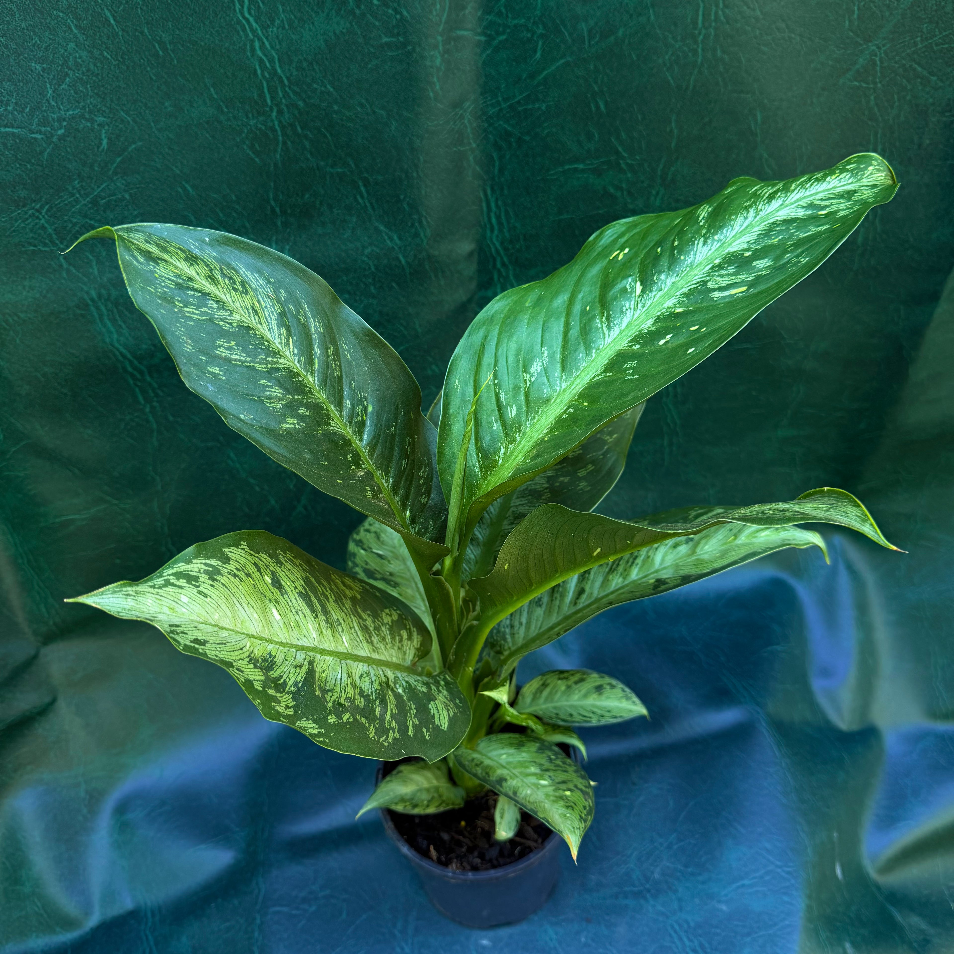 Dieffenbachia Corsii