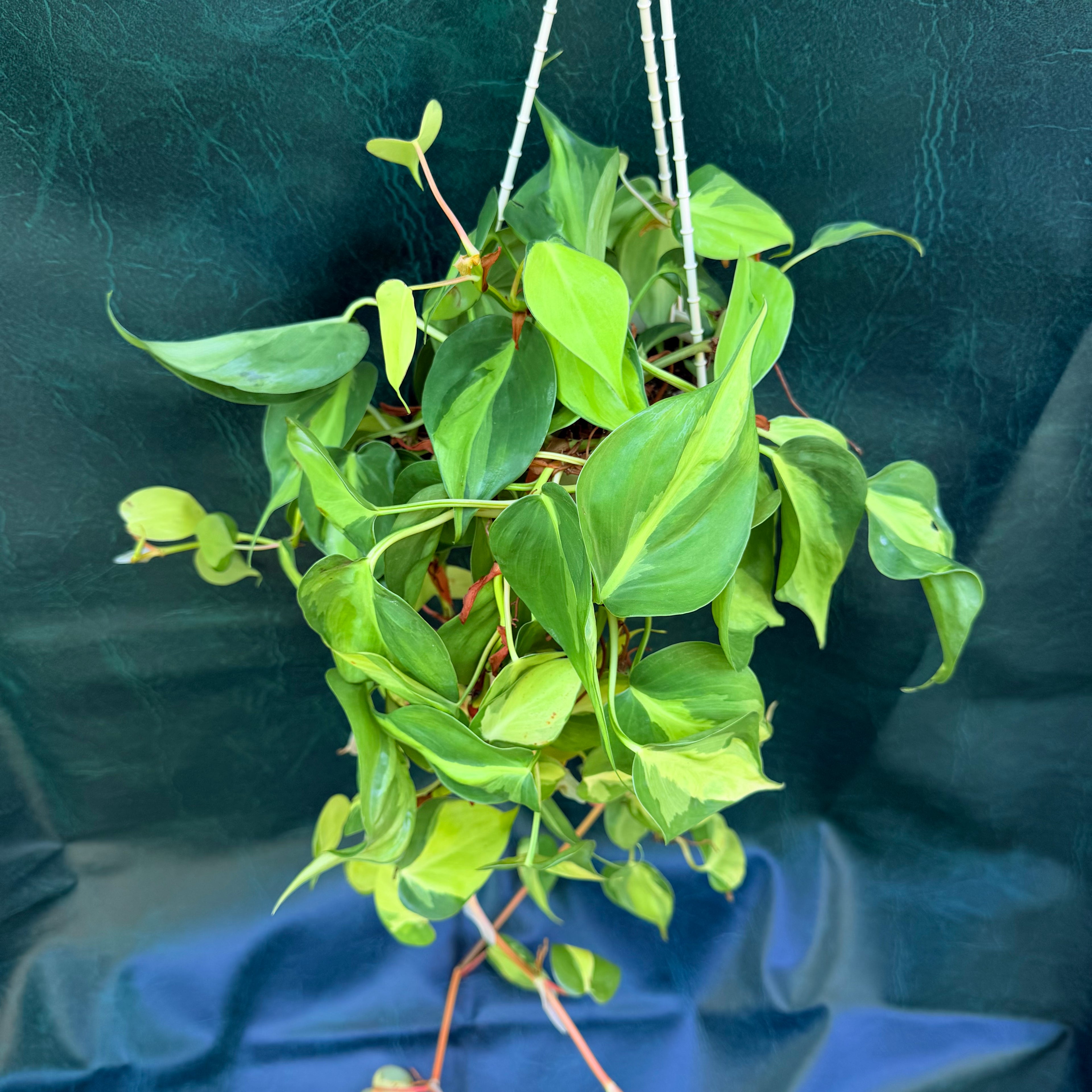 Philodendron Brasil