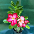 Adenium Obesum Pink Desert rose