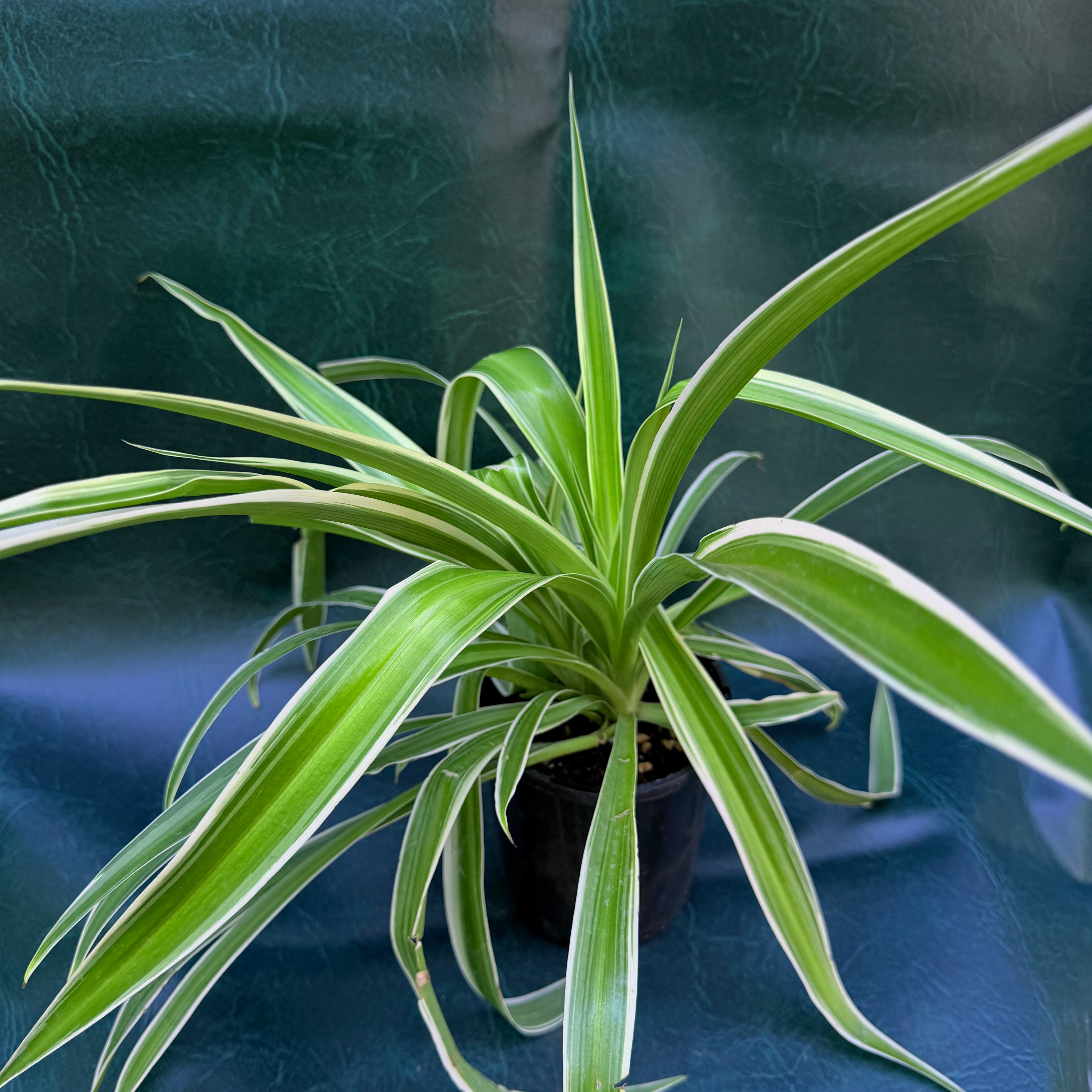 Chlorophytum Comosum Spider Plant