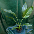 Strelitzia Reginae Bird of Paradise
