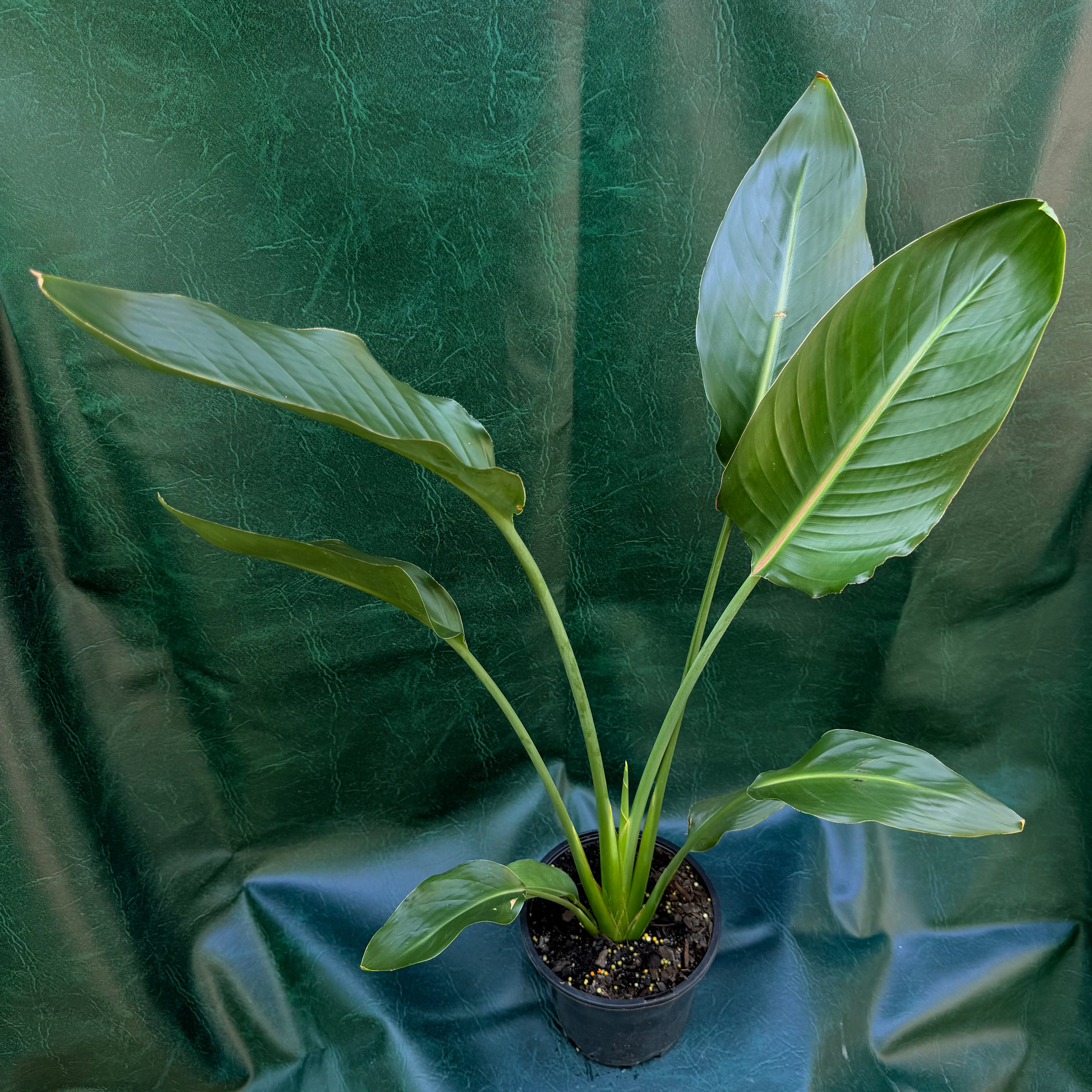 Strelitzia Reginae Bird of Paradise