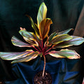 Cordyline Early Diamond
