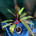 Cordyline Rubra