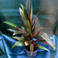 Cordyline Caruba Black