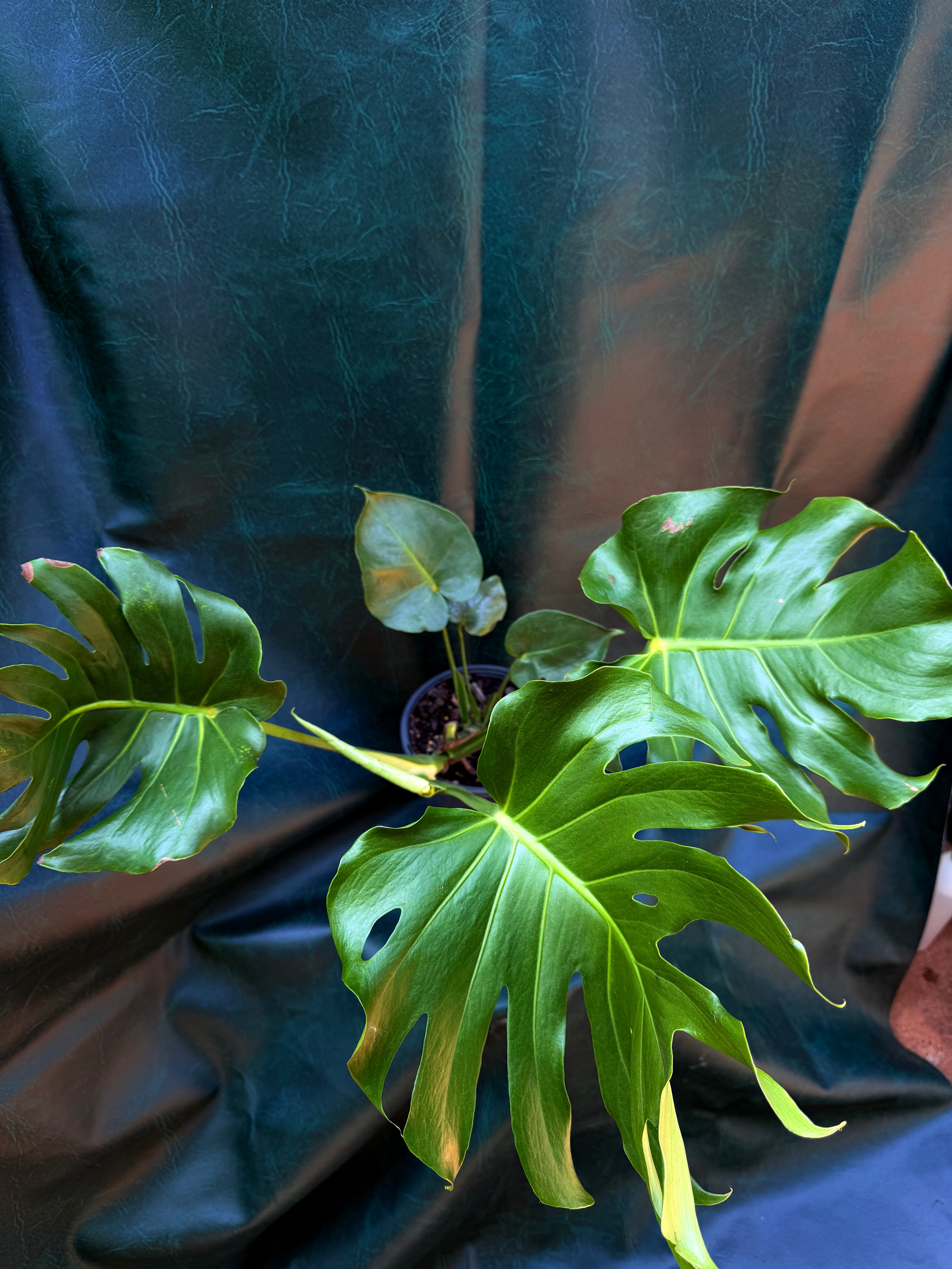 Monstera Deliciosa
