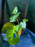 Monstera Deliciosa